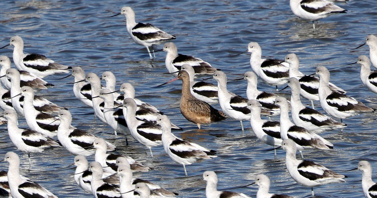 Abozeta laranja - ML644534565