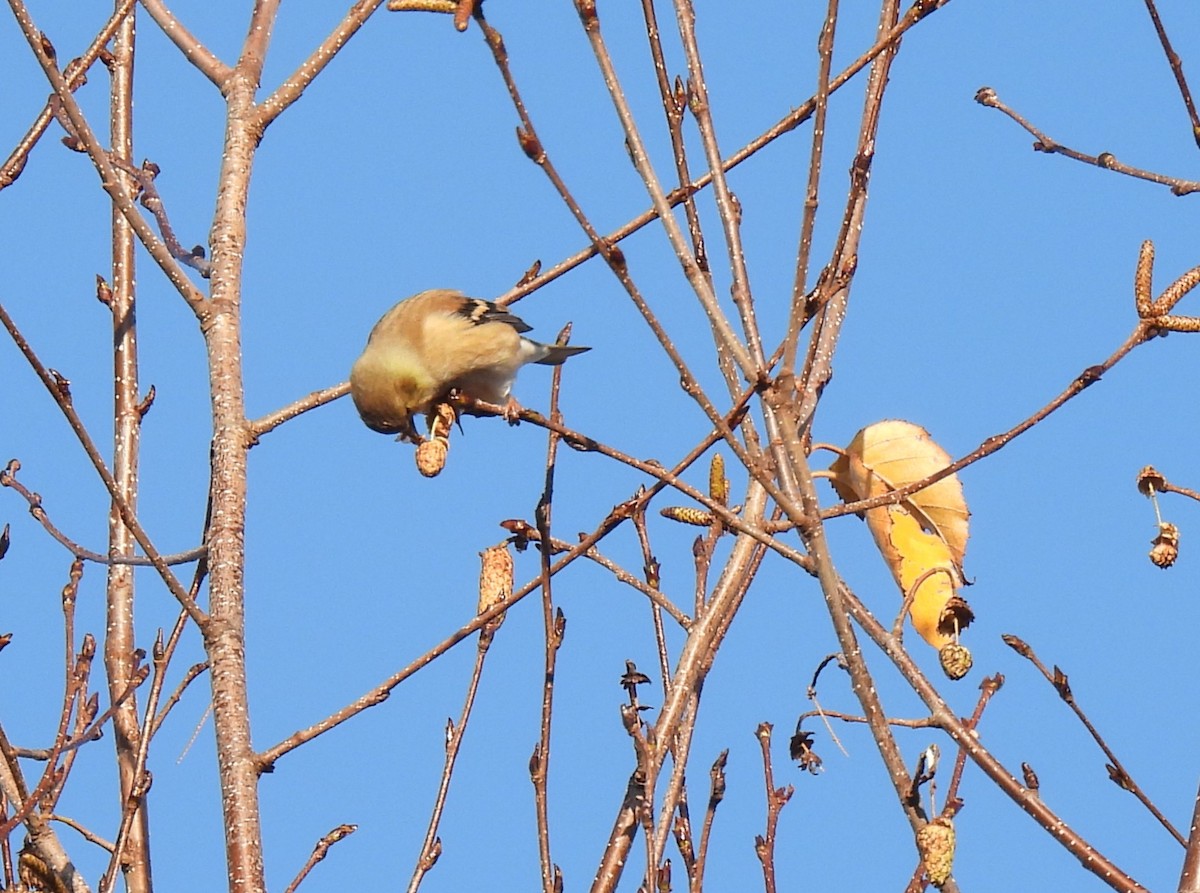 American Goldfinch - ML644534566