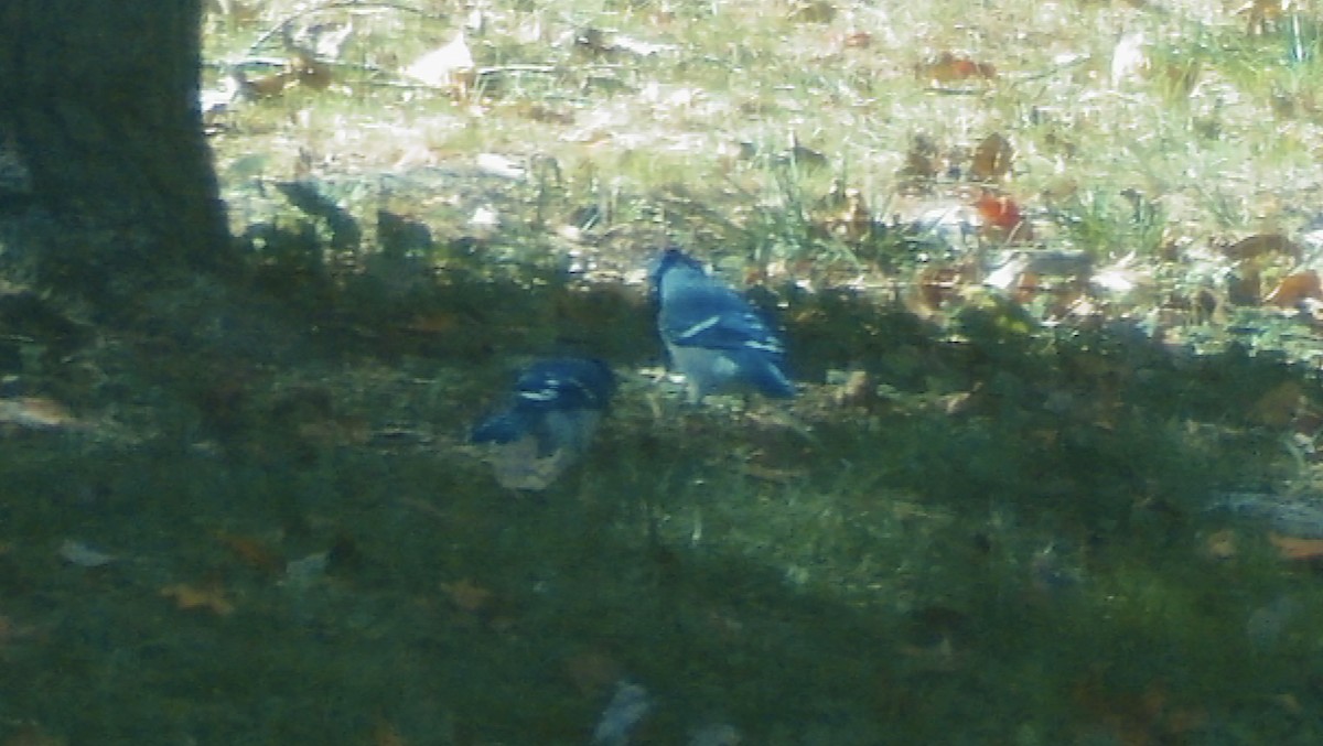 Blue Jay - ML644534568