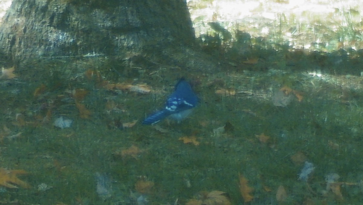 Blue Jay - ML644534569