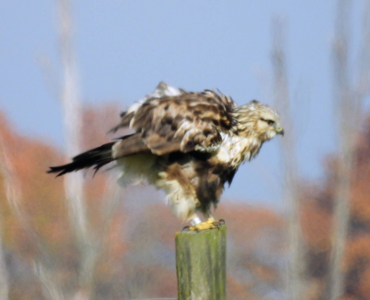 עקב מכנסיים - ML644534572