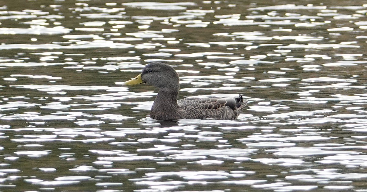 Mallard x American Black Duck (hybrid) - ML644534573