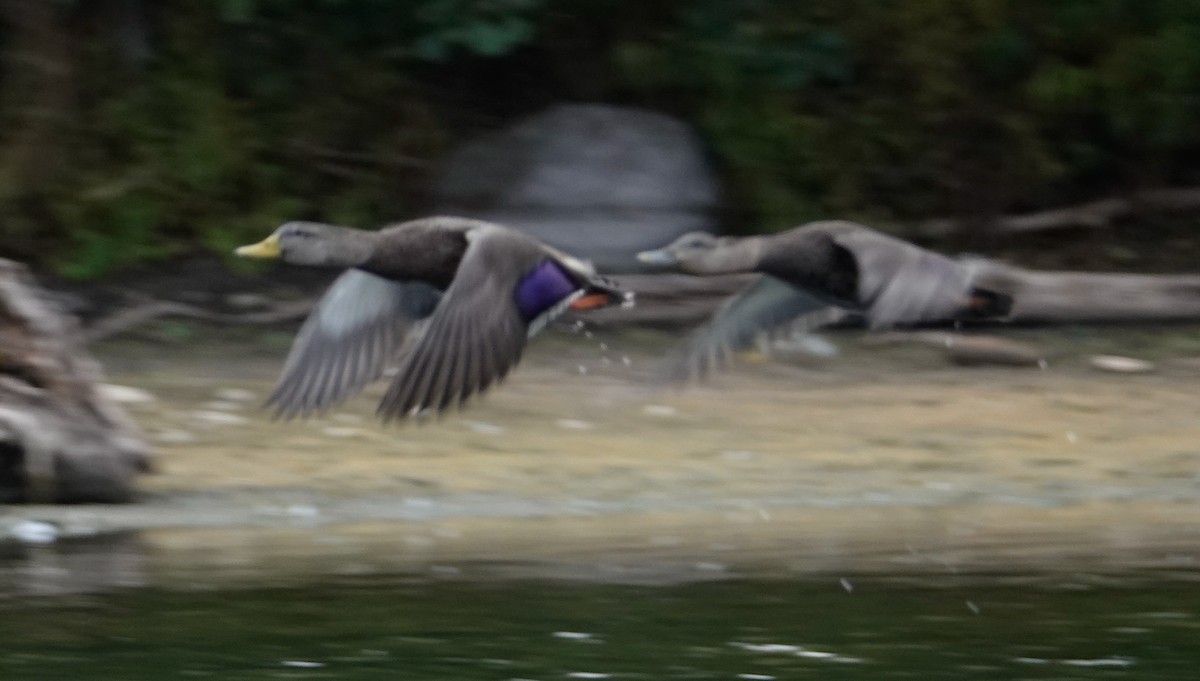 Mallard x American Black Duck (hybrid) - ML644534574