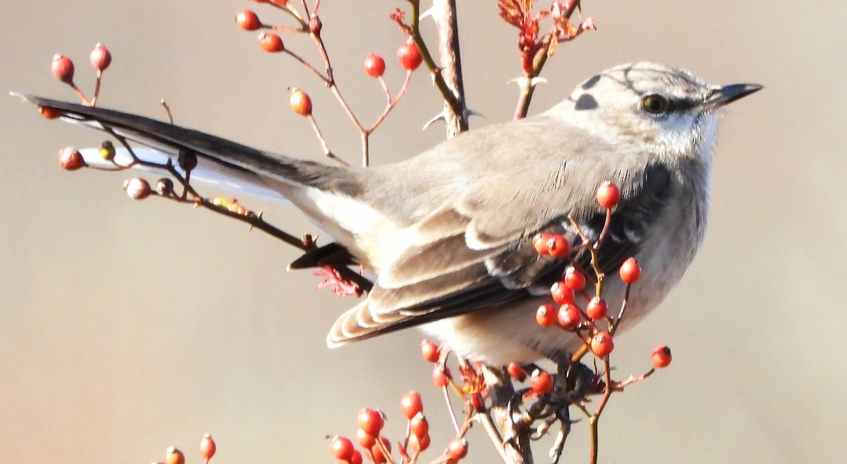 חקיינית צפונית - ML644534575