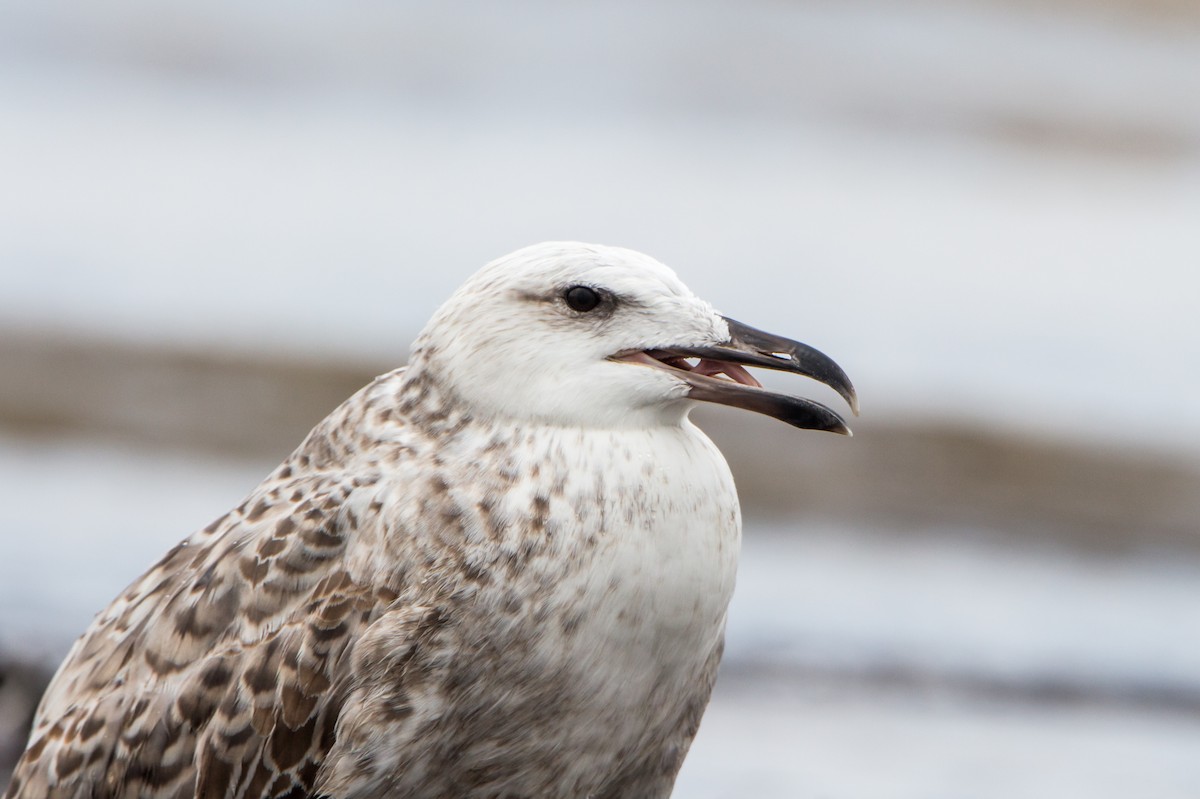 שחף בלתי-מזוהה - ML644534577