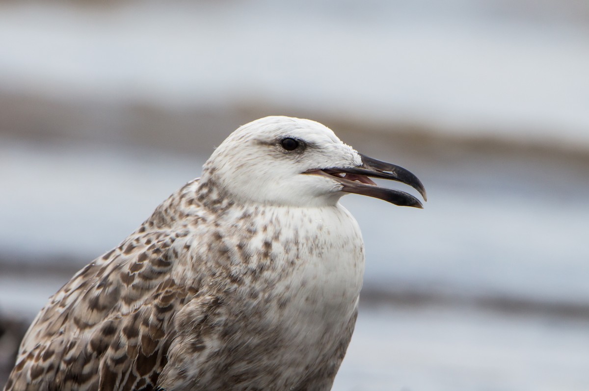 שחף בלתי-מזוהה - ML644534578