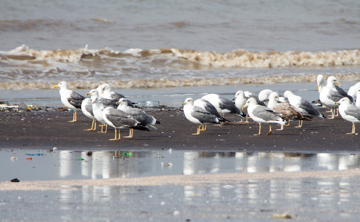 שחף בלתי-מזוהה - ML644534580