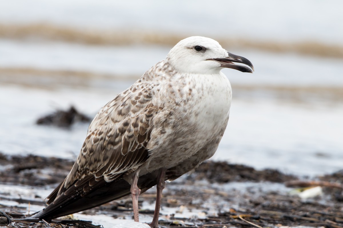 שחף בלתי-מזוהה - ML644534581