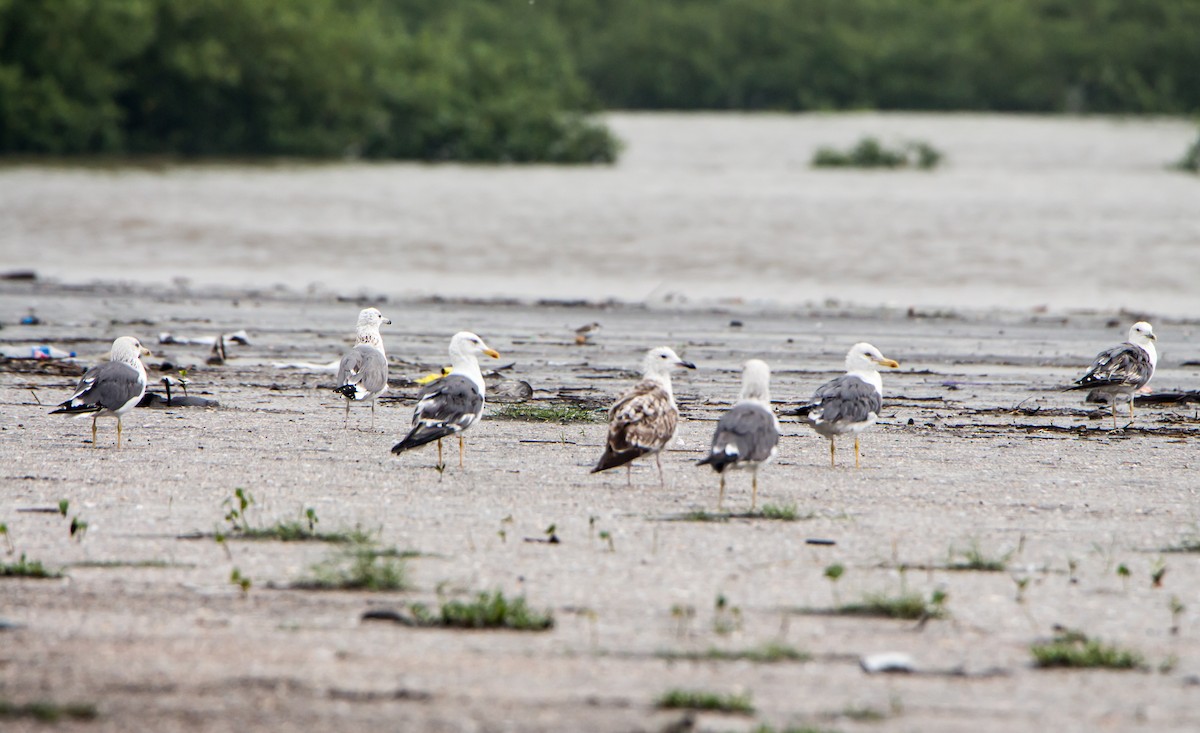 שחף בלתי-מזוהה - ML644534582