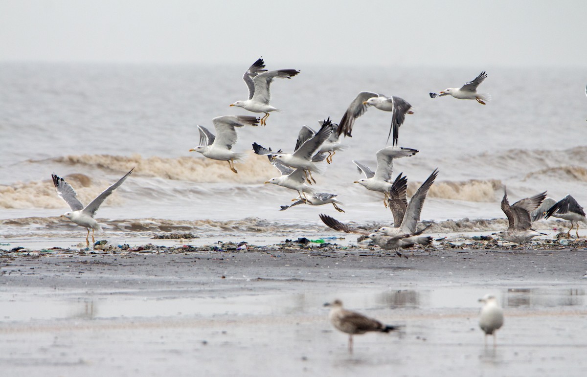 שחף בלתי-מזוהה - ML644534583