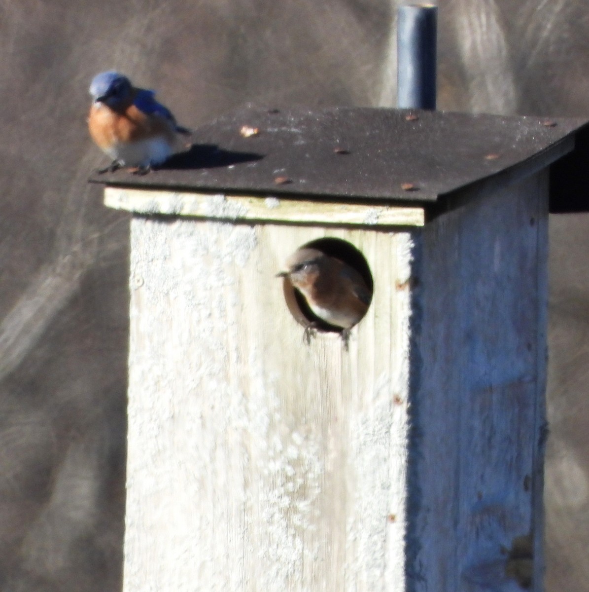 Eastern Bluebird - ML644534587