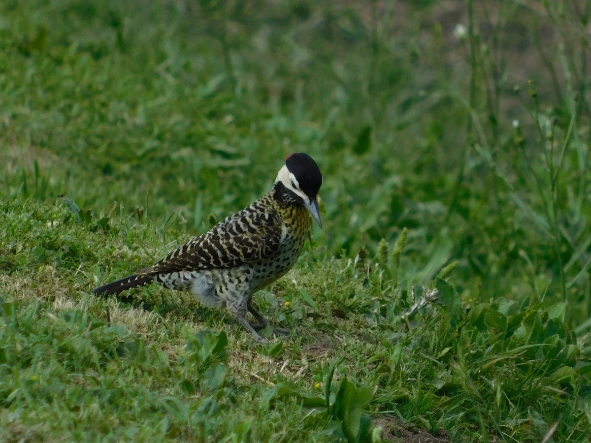 Green-barred Woodpecker - ML644534588