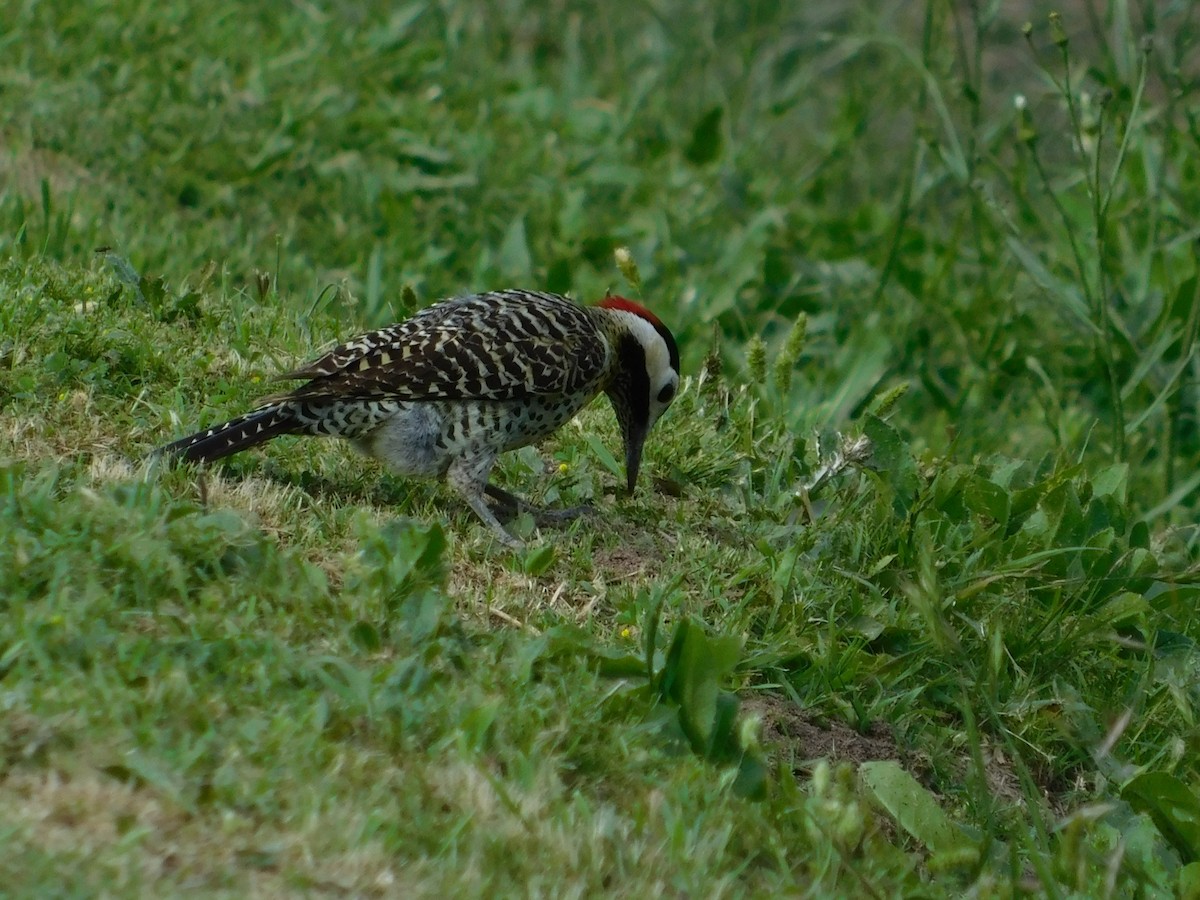 Green-barred Woodpecker - ML644534589