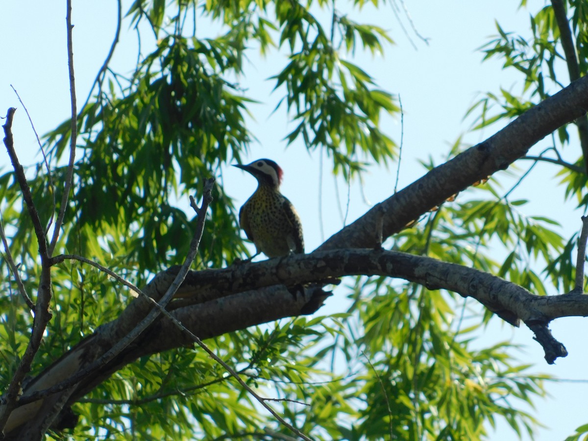 Green-barred Woodpecker - ML644534590