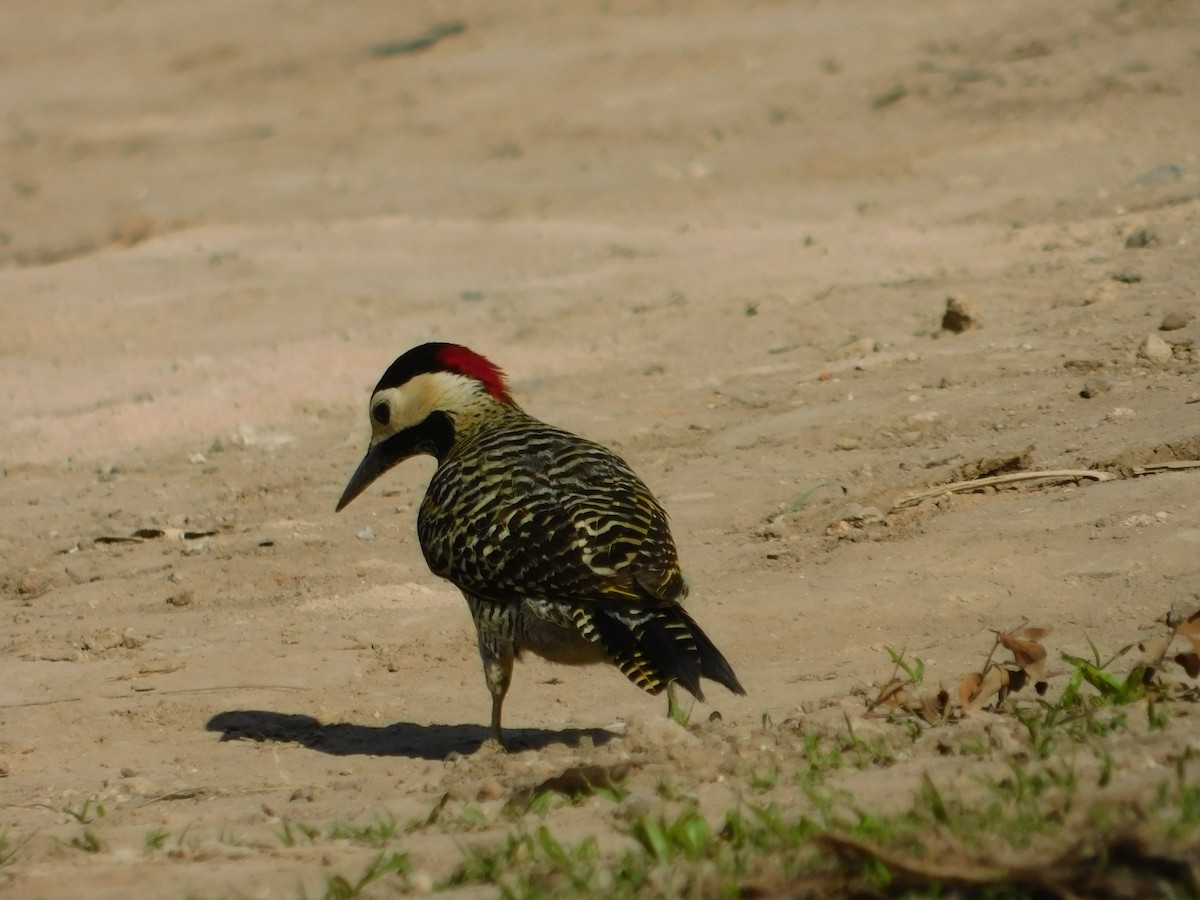 Green-barred Woodpecker - ML644534591