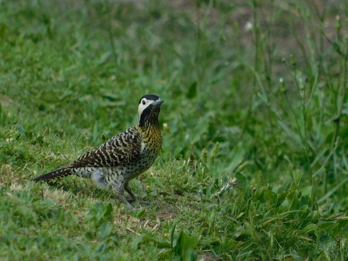 Green-barred Woodpecker - ML644534593