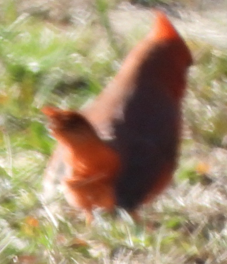 קרדינל צפוני - ML644534600