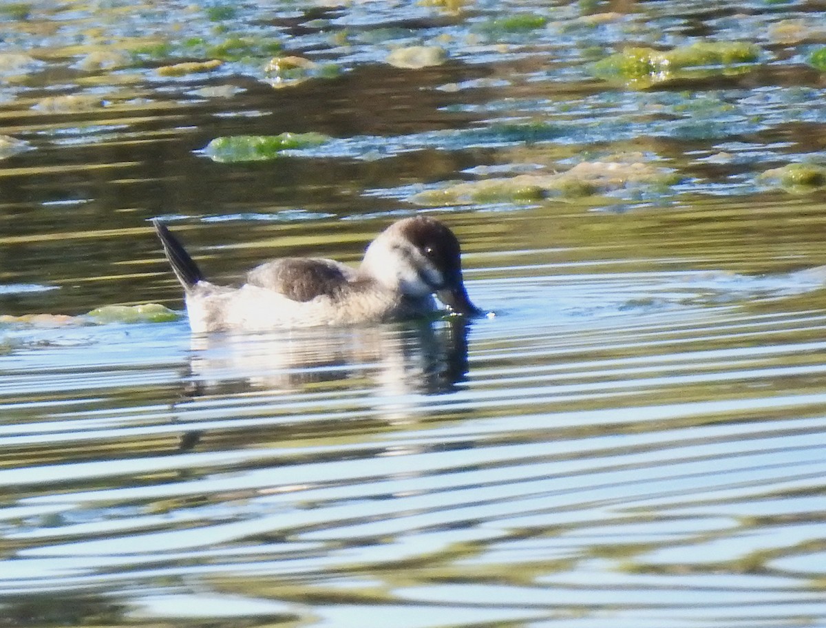 צחראש אדמוני - ML644534601