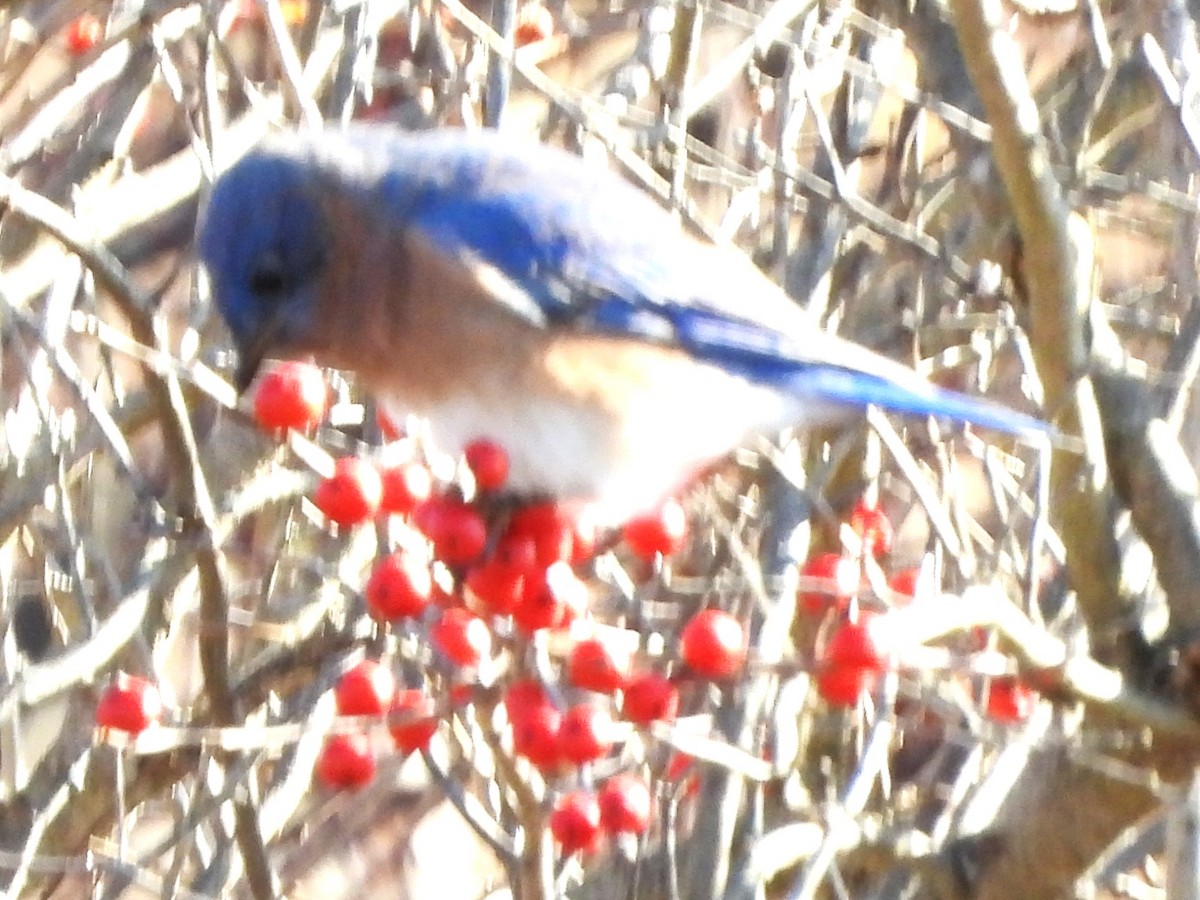 Eastern Bluebird - ML644534603