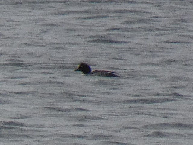 עבראש ירוק - ML644534607