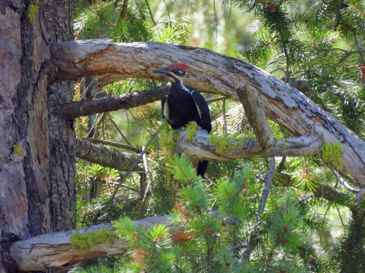 Pileated Woodpecker - ML644534610