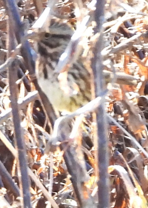 גיבתונית רוננת - ML644534612