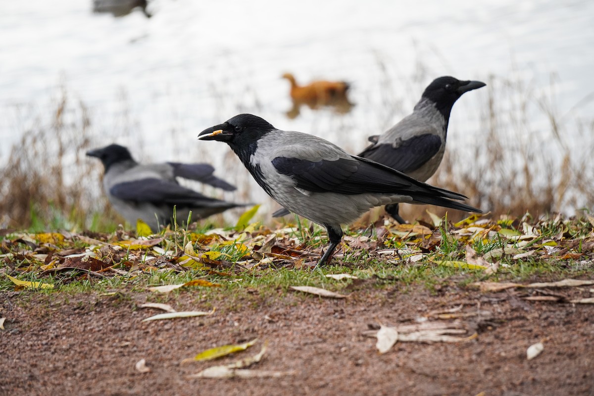 Hooded Crow - ML644534615