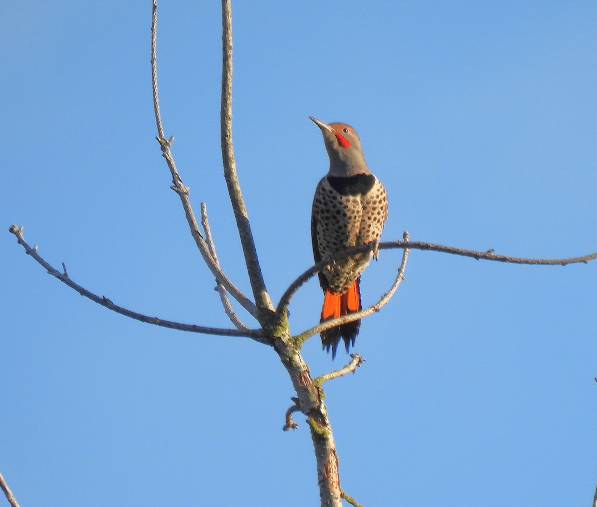 Northern Flicker (Red-shafted) - ML644534616