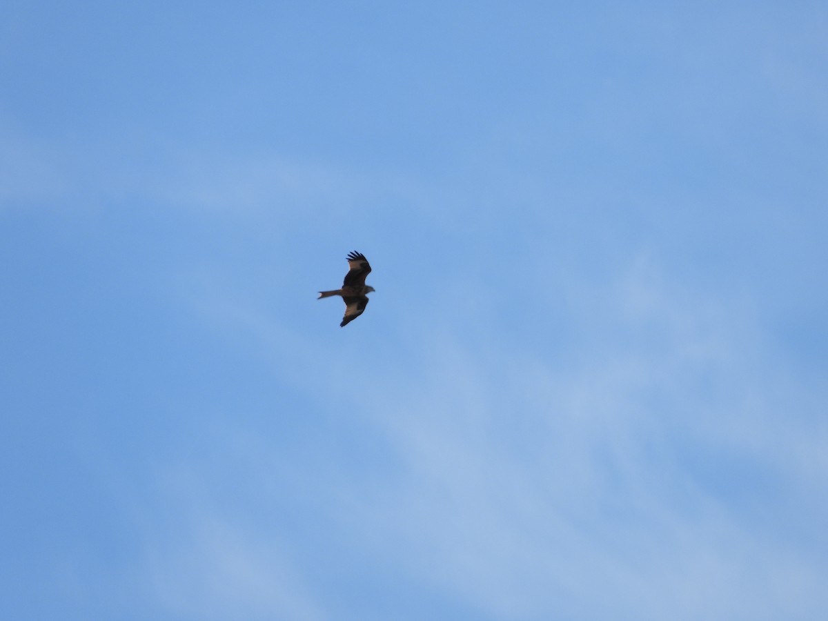 アカトビ - ML644534632