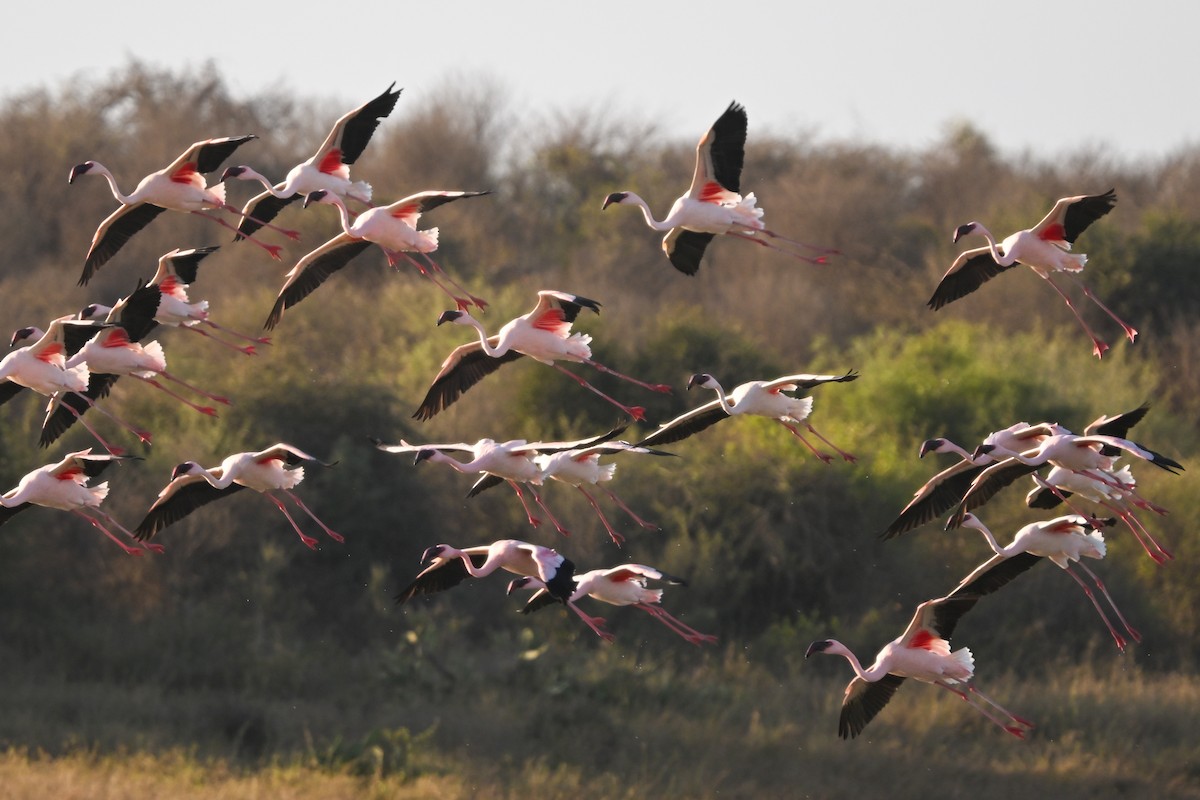 Zwergflamingo - ML644534633