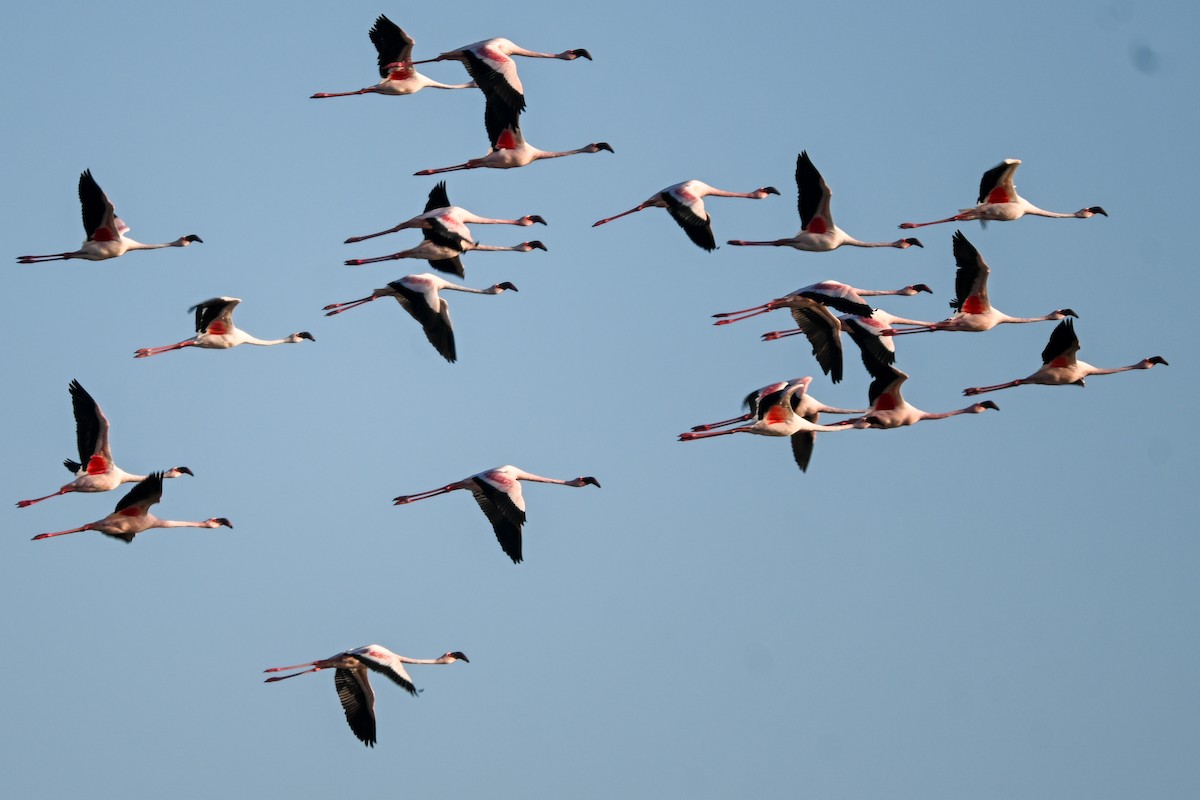 Zwergflamingo - ML644534636