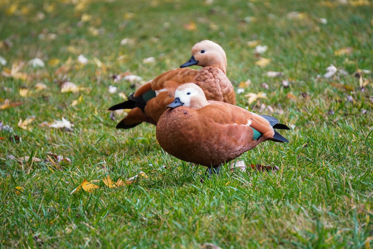 Ruddy Shelduck - ML644534637