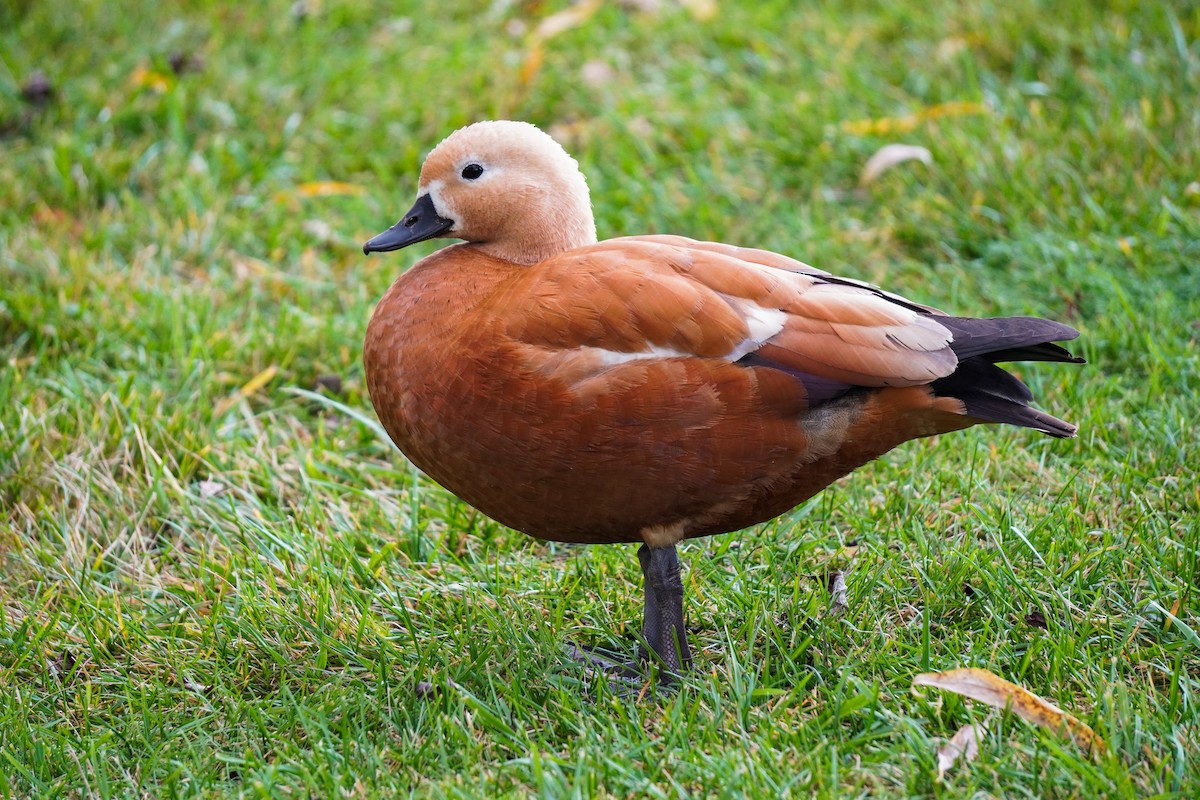 Ruddy Shelduck - ML644534638