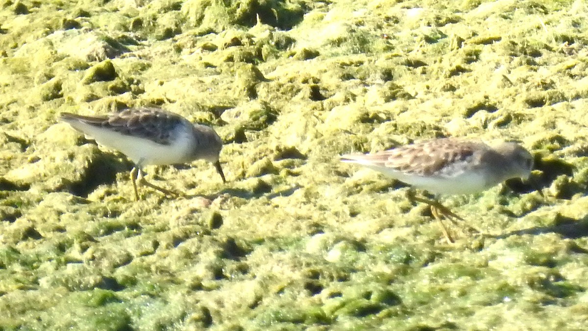 Least Sandpiper - ML644534640