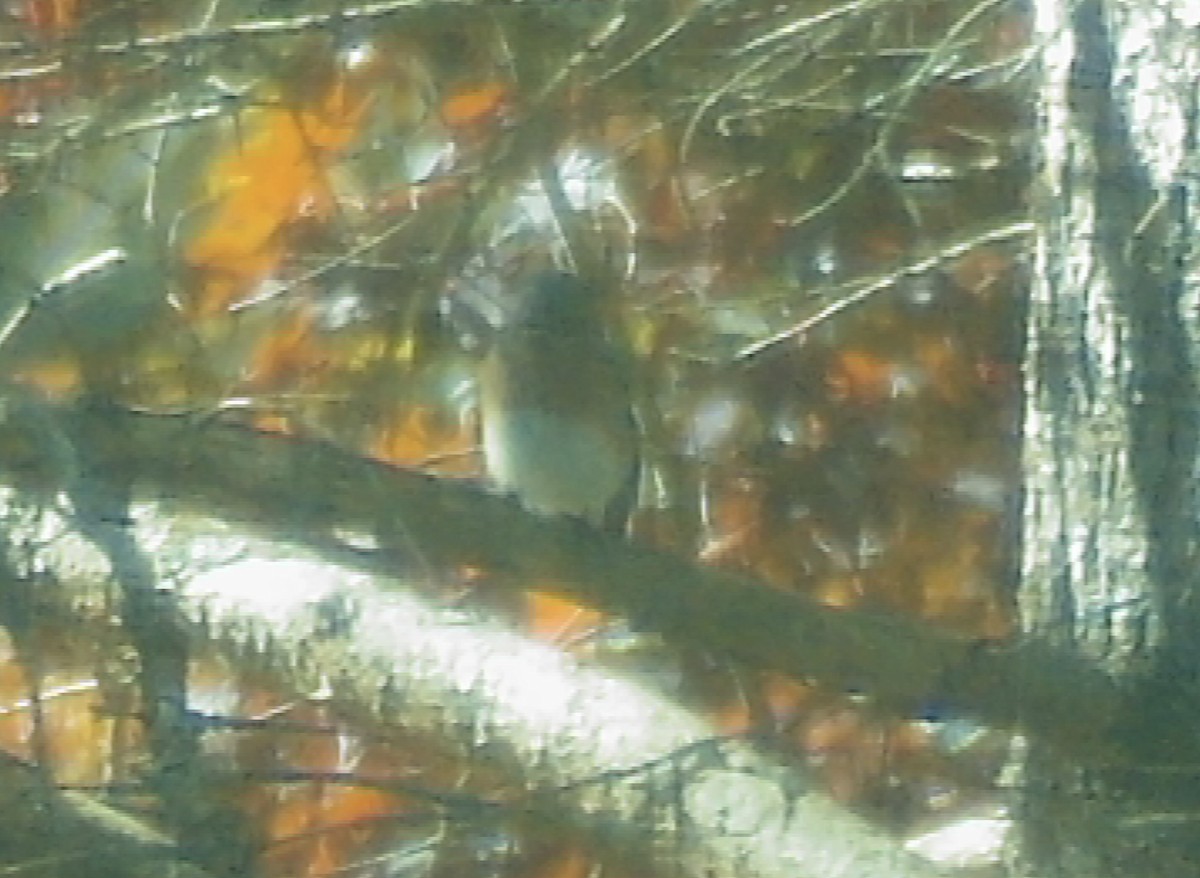 Eastern Bluebird - ML644534642