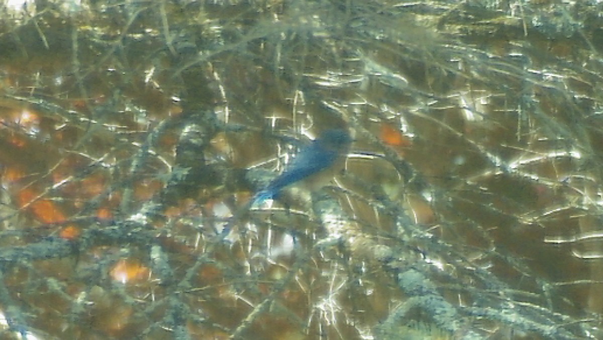 Eastern Bluebird - ML644534643