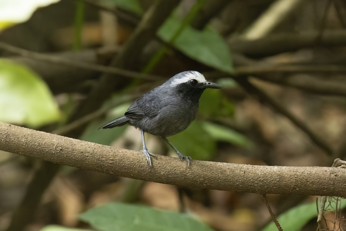 White-browed Antbird - ML644534644