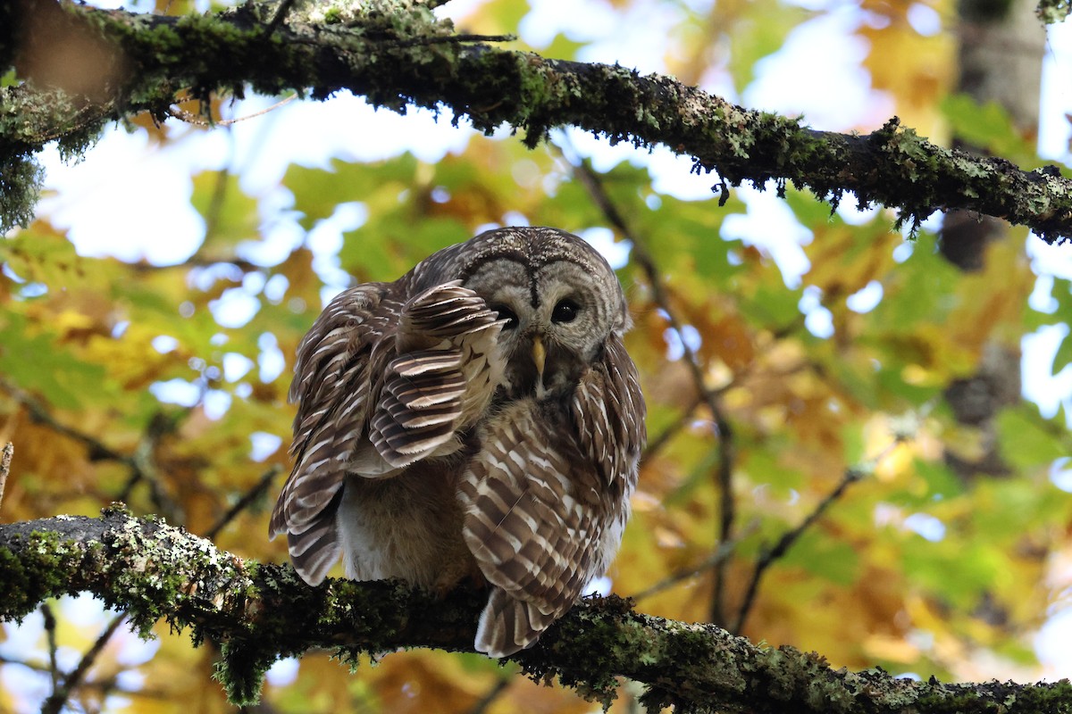 Barred Owl - ML644534655