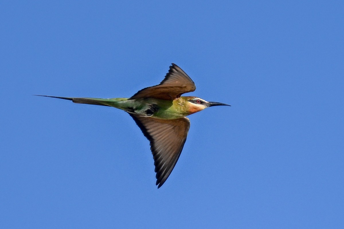 Olive Bee-eater - ML644534659