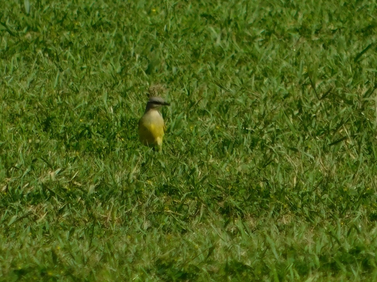 Cattle Tyrant - ML644534661