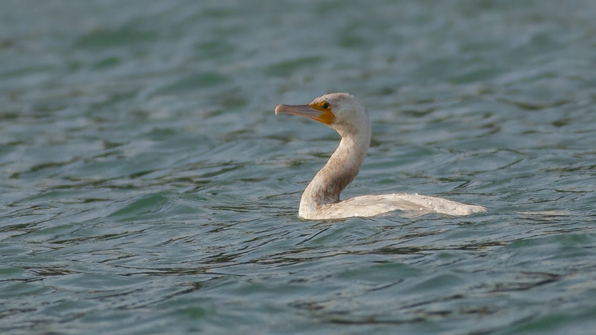 Ubarroi handia - ML644534665