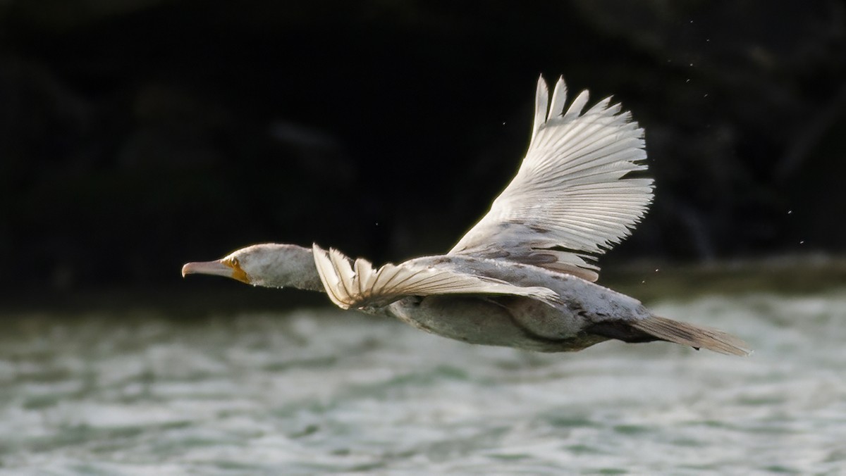 Great Cormorant - ML644534666
