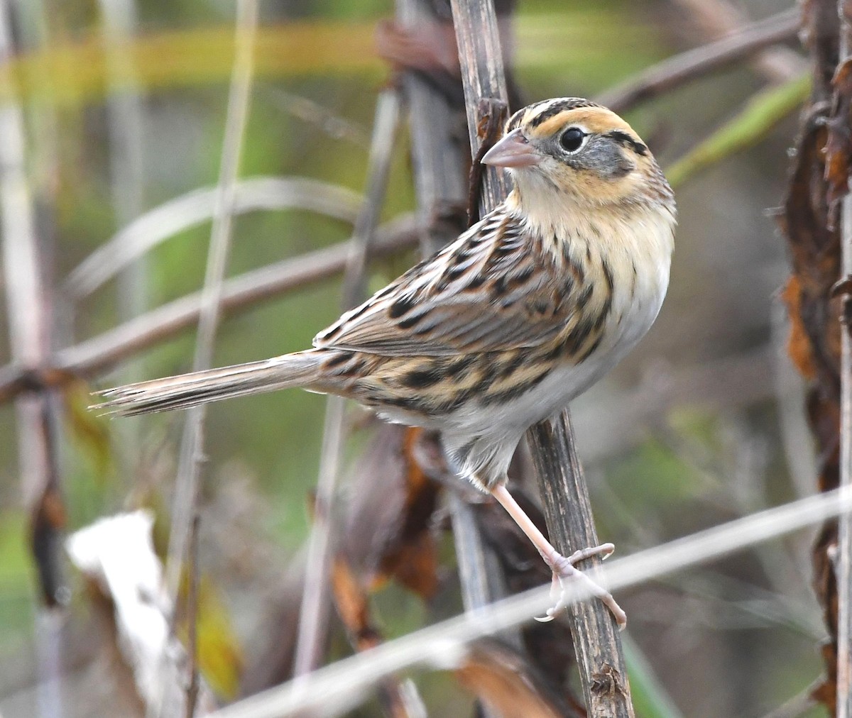 LeConte's Sparrow - ML644534668