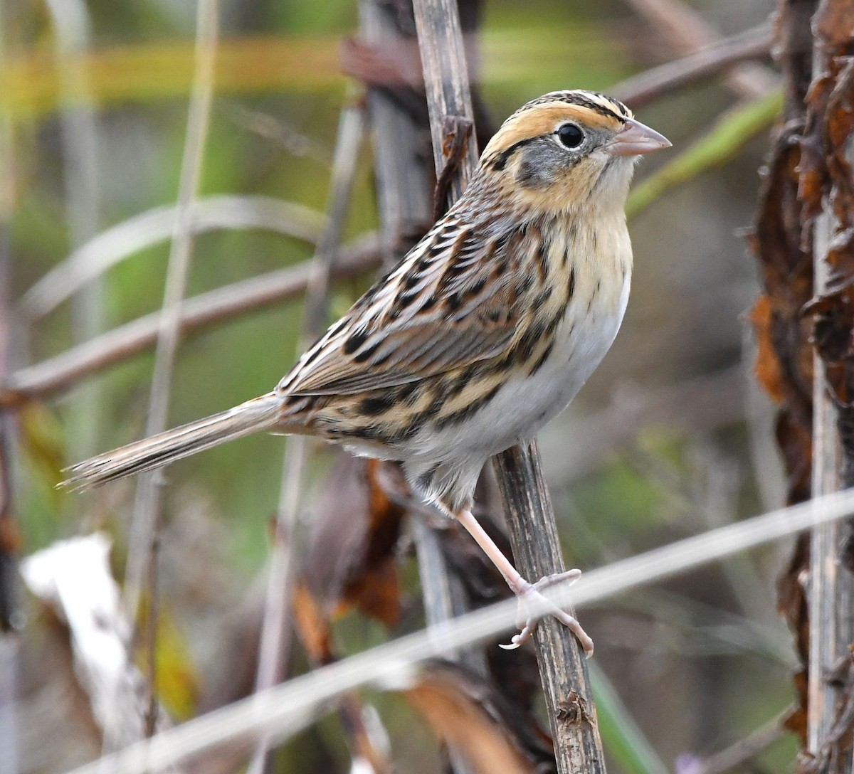 LeConte's Sparrow - ML644534669
