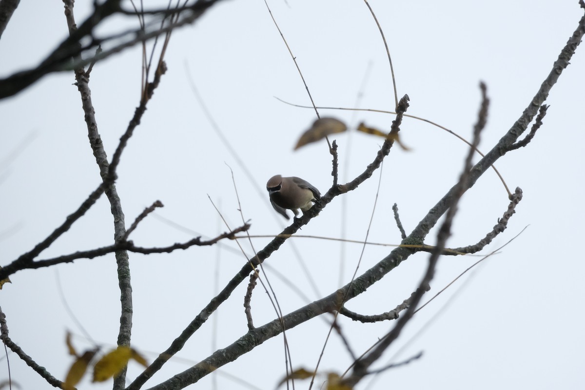 ヒメレンジャク - ML644534672