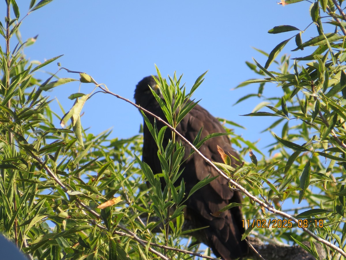 オビオノスリ - ML644534673