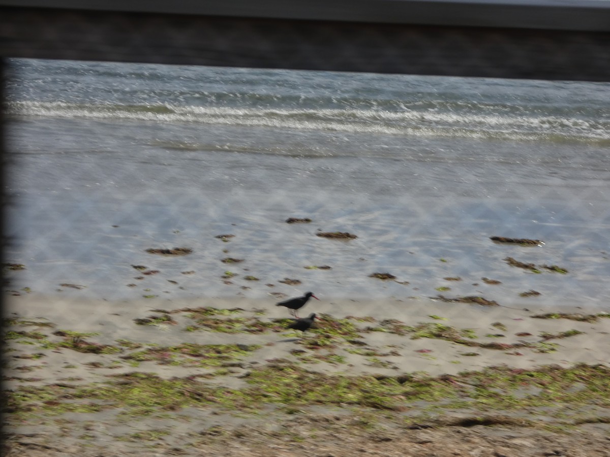 オーストラリアクロミヤコドリ - ML644534674