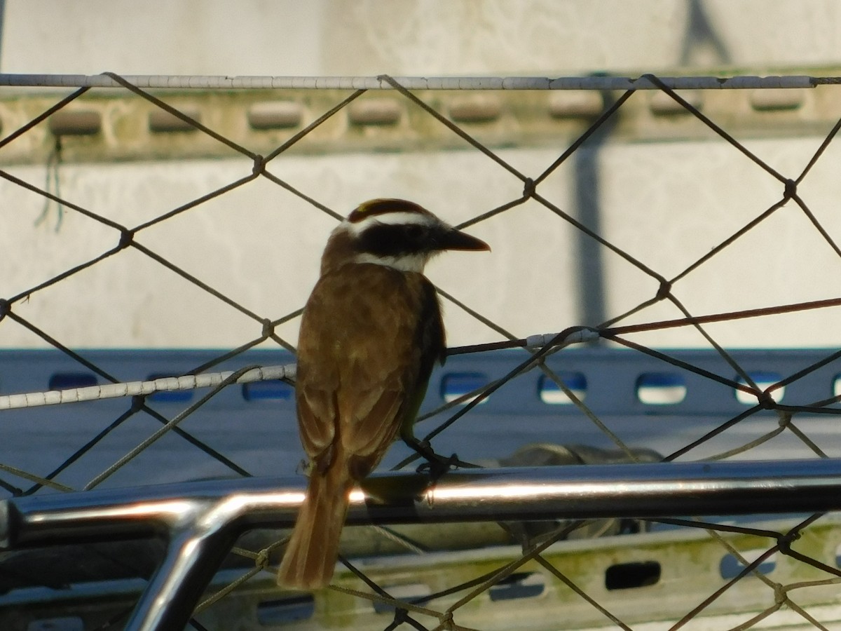 Bienteveo Común - ML644534722