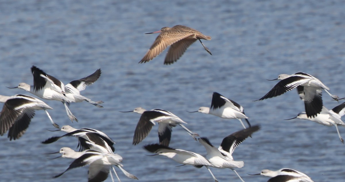 Barge marbrée - ML644534723
