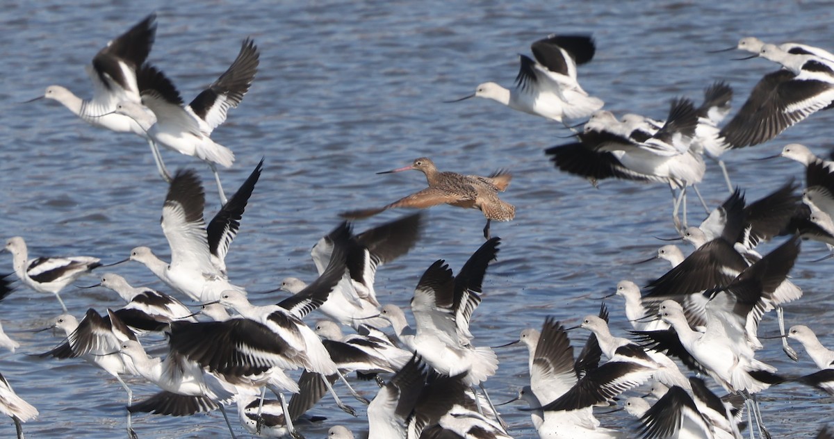 Kuliska kanelakara - ML644534724